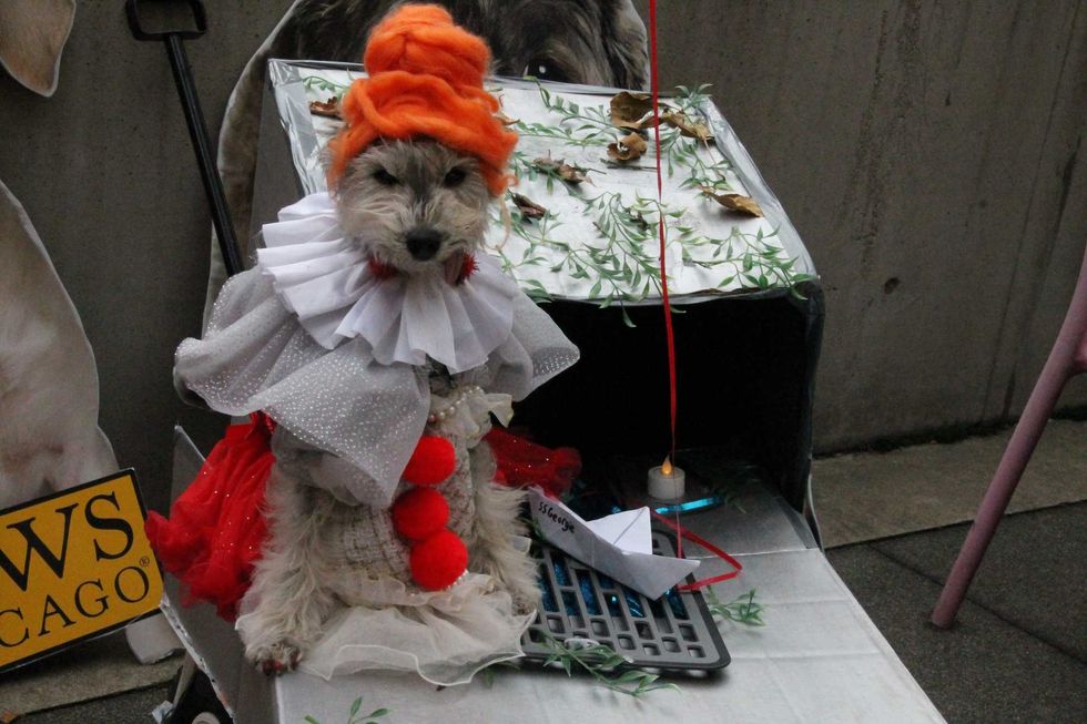 Dog dressed as Pennywise