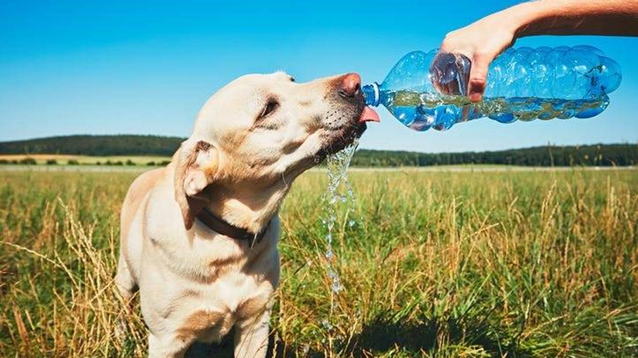 Dog drinking water