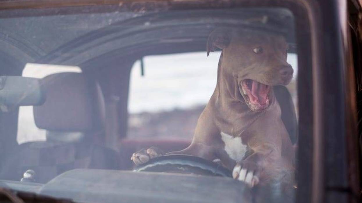 Dog, Driving, Car, Tongue