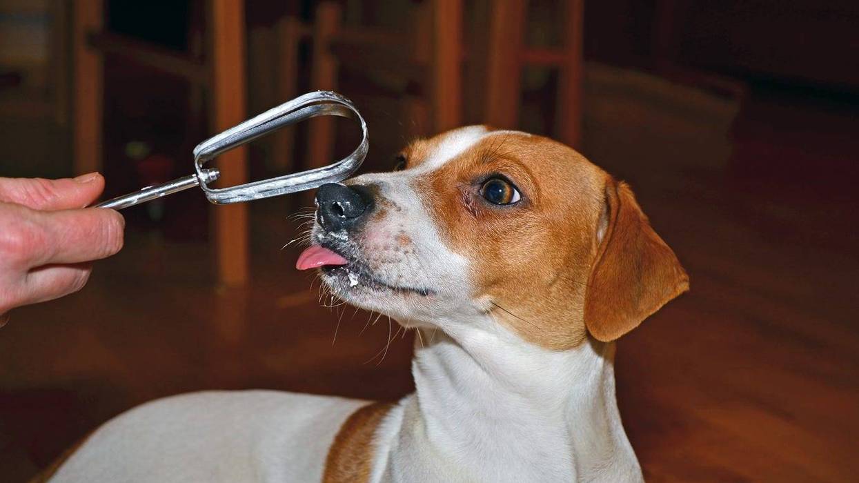 dog eating mixer