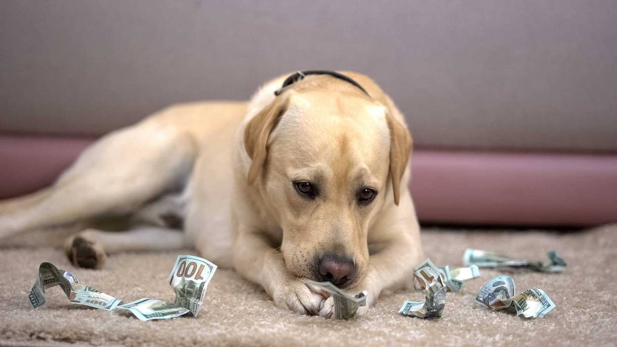 Dog eating money.