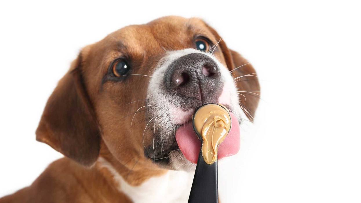 Dog eating peanut butter.