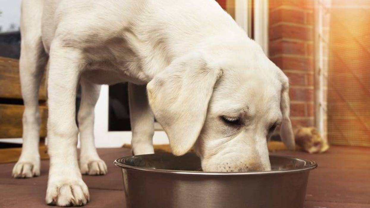 dog eating