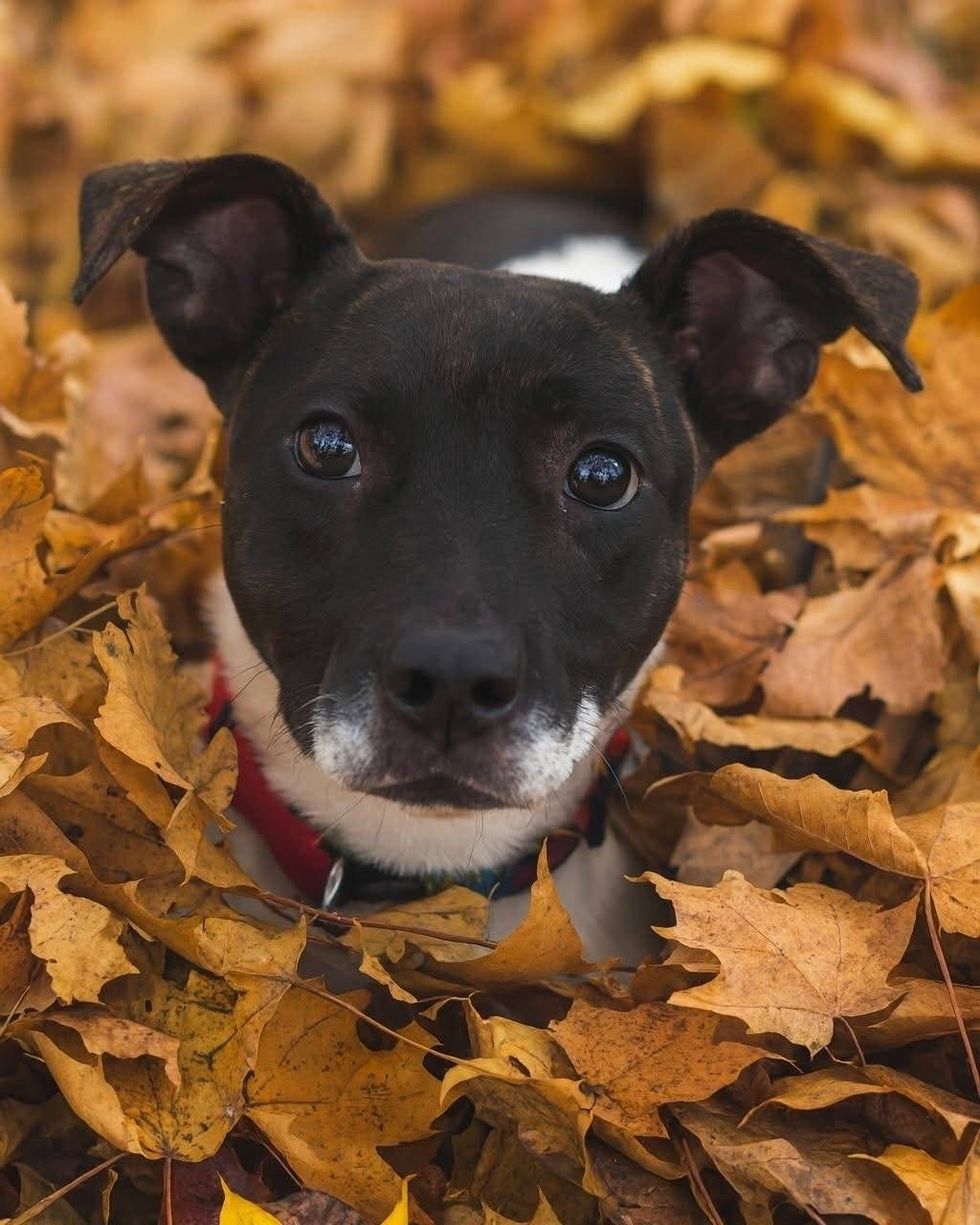 dog face in leaves