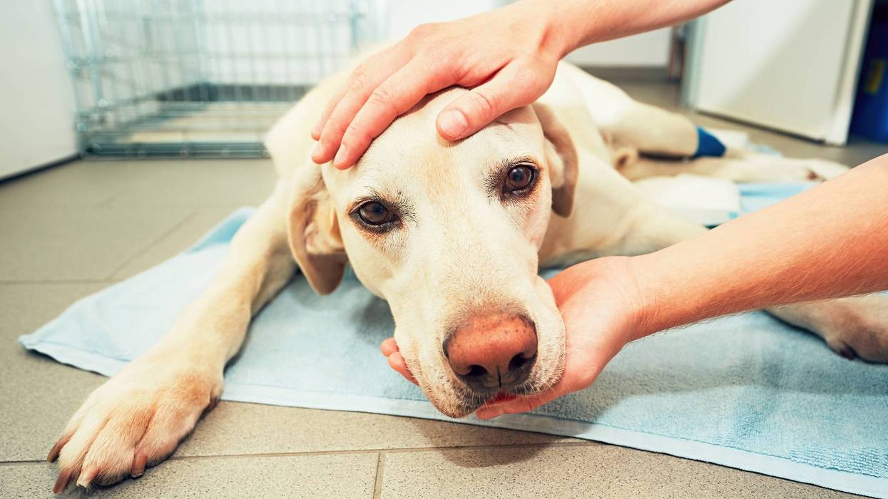 Dog Flu