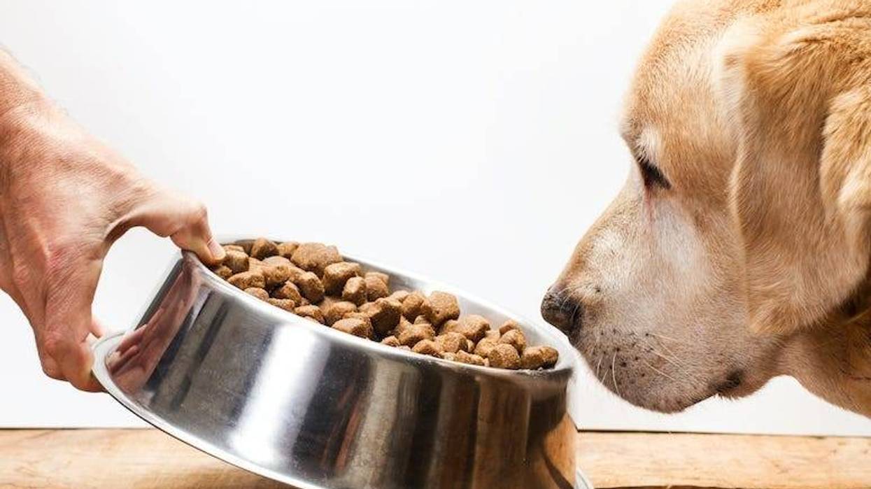 Dog Food, Bowl, Dog, Labrador retriever, Nose