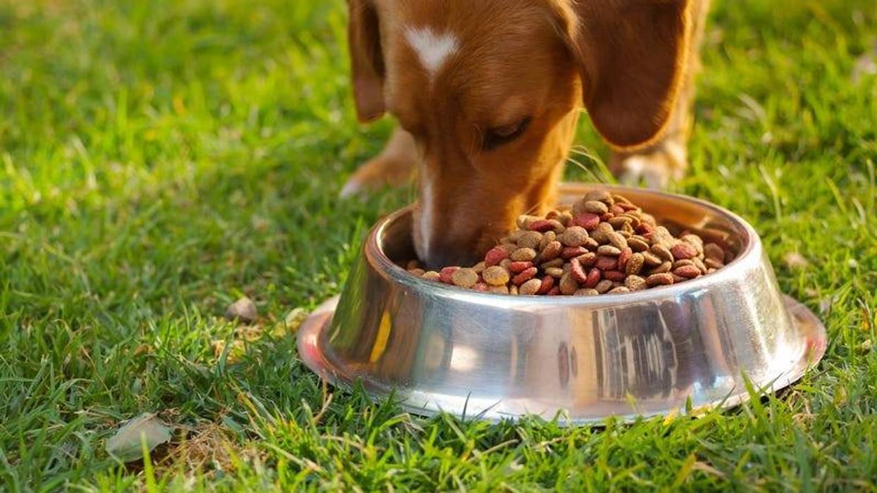 Dog Food