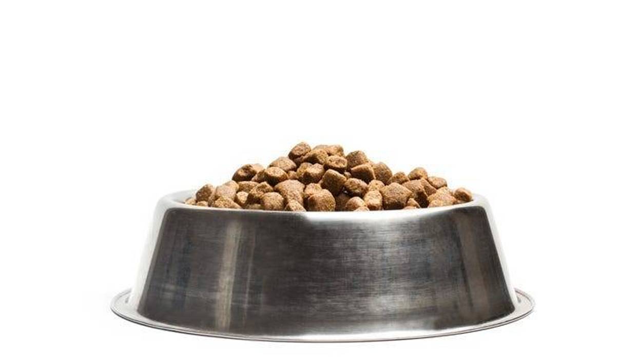 dog food