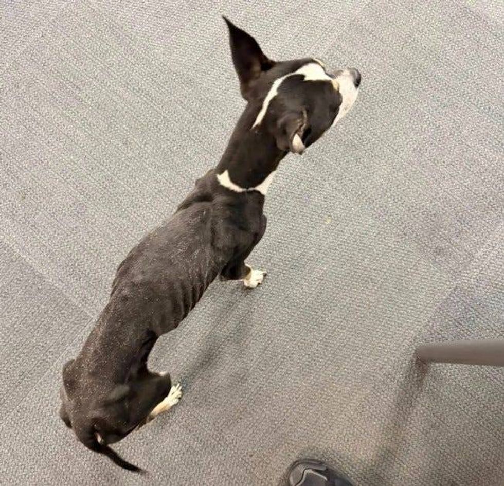 Dog found in North Side park