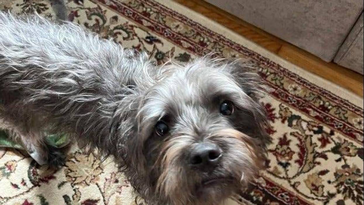 Dog found in Shaler
