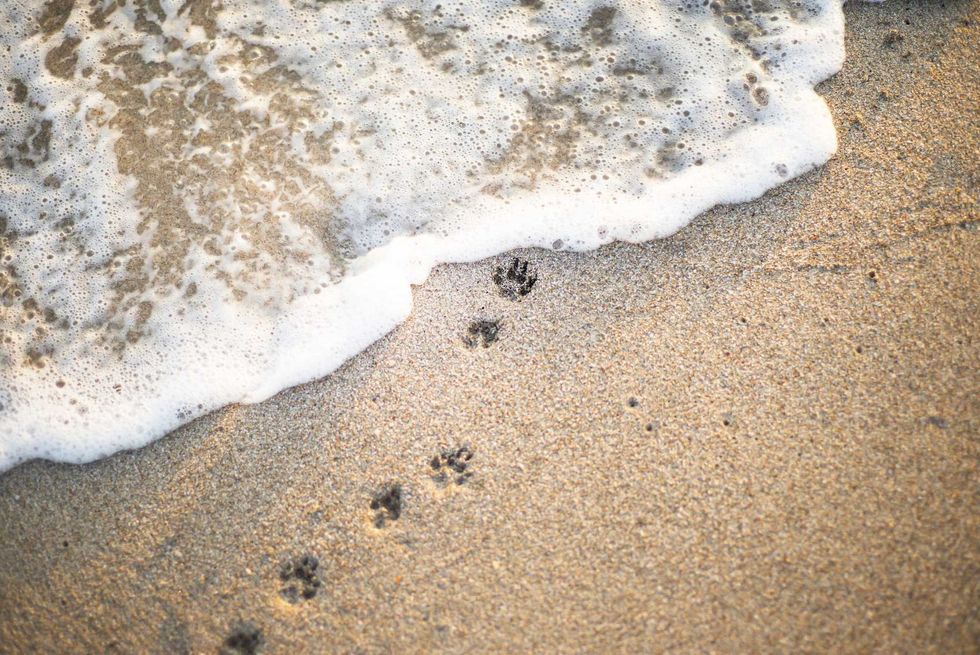Dog-friendly beaches