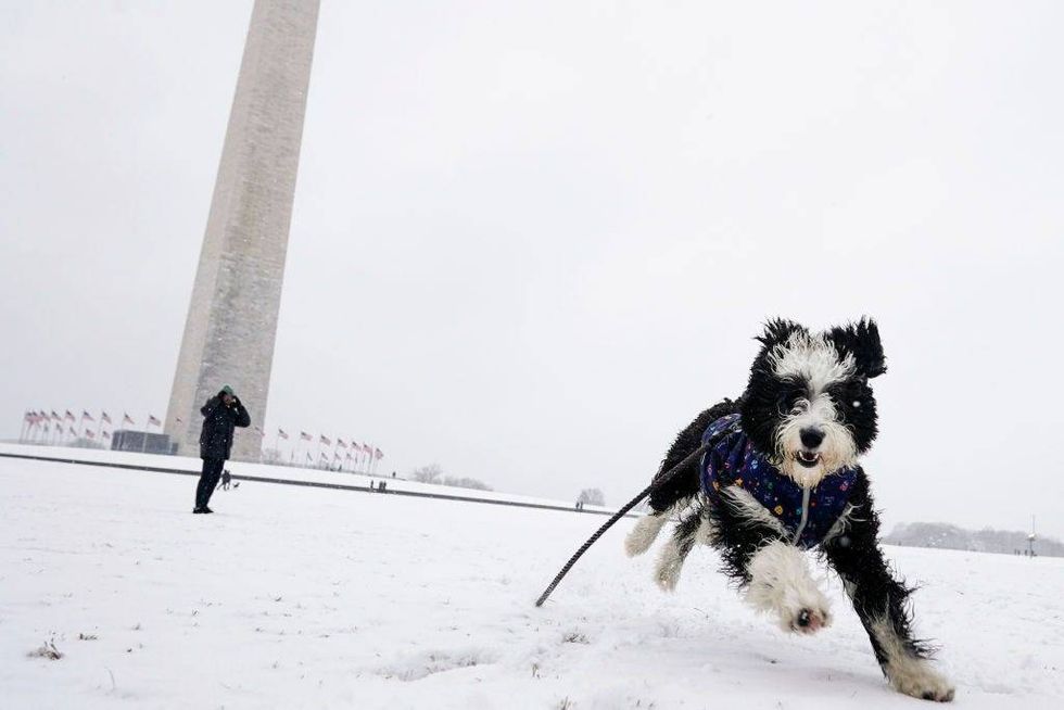 dog frolicks in the snow outside the National Mall