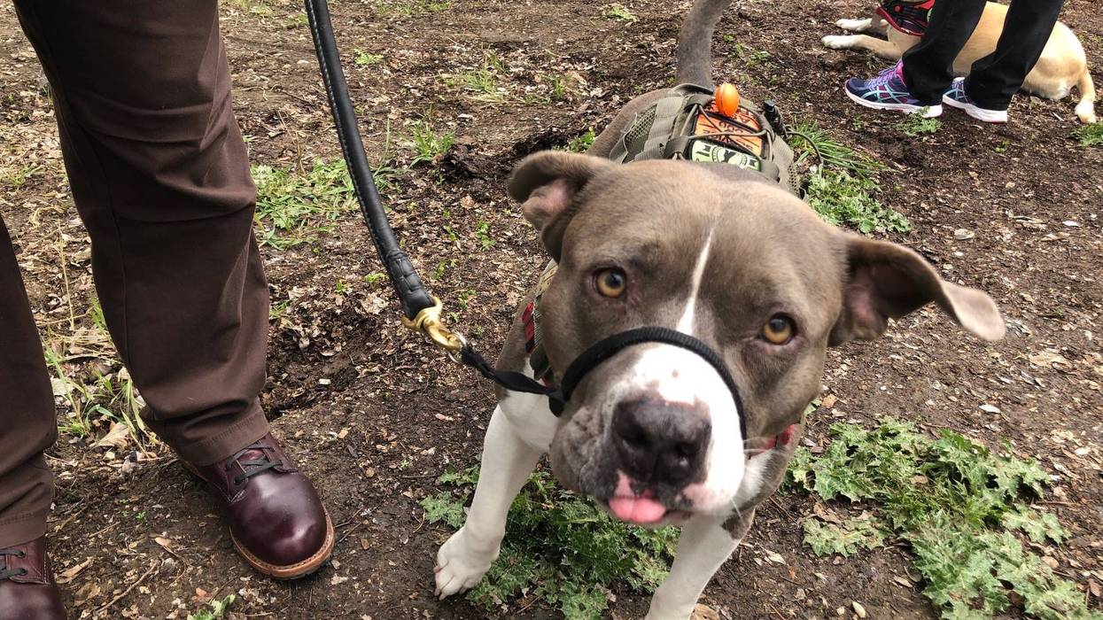 Dog from ARF Walnut Creek