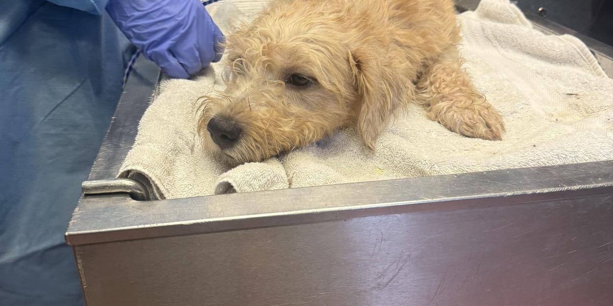 What to do if caring for pets gets overwhelming