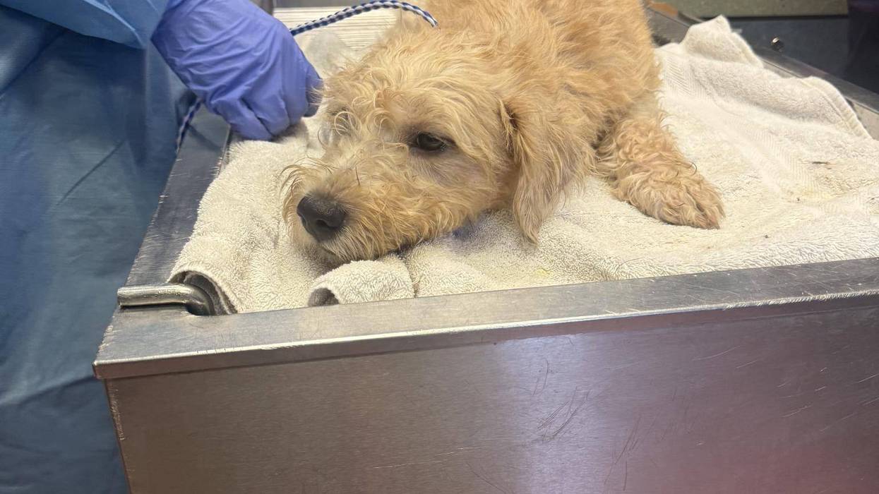 Dog getting care