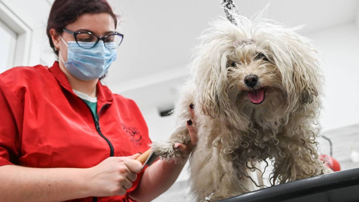 Dog grooming