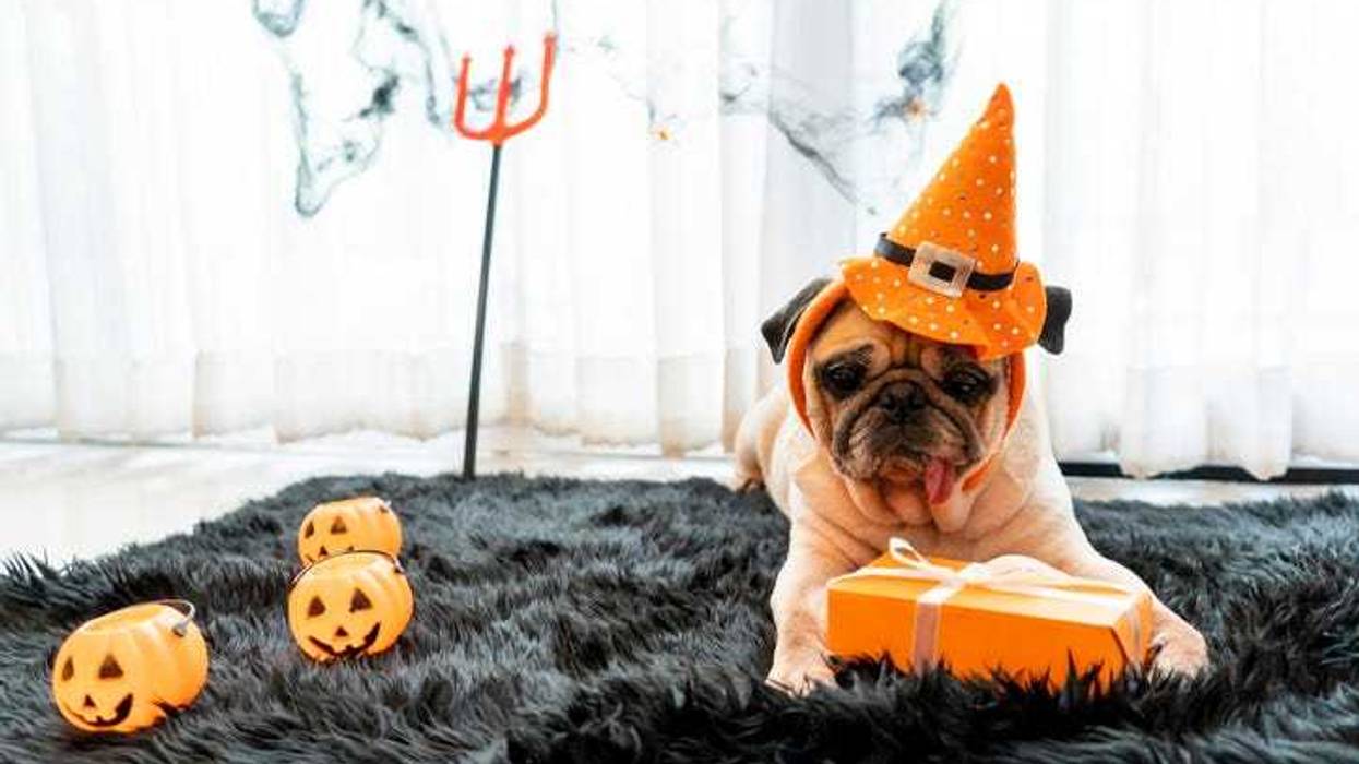 dog Halloween costume