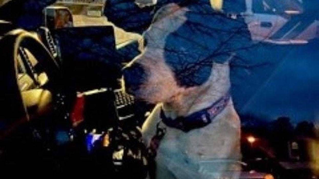 Dog helps find owner