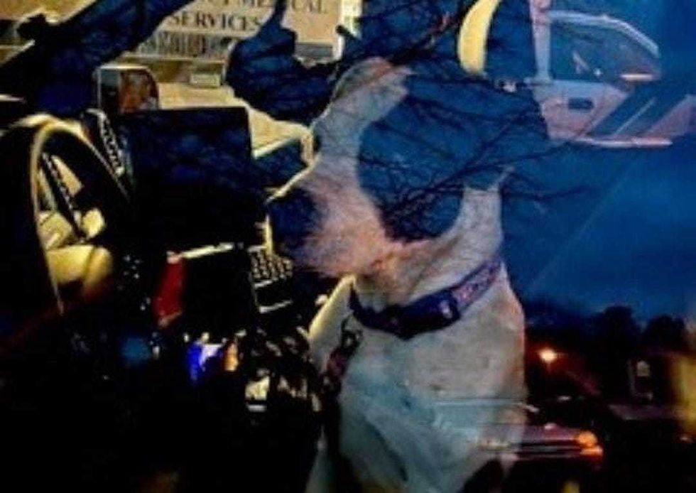 Dog helps lead off-duty officer to man, 78, missing in NJ nature preserve