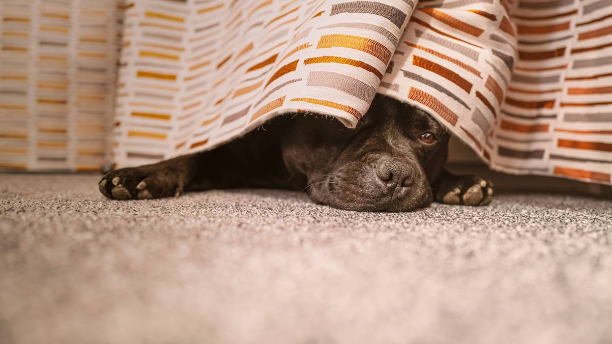 Dog hiding under curtain
