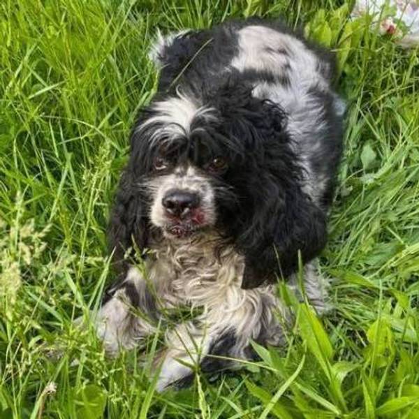 Police probe fatal dog hit-and-run in W. Homestead