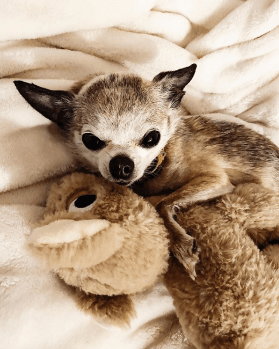 Dog hugging a stuffed animal