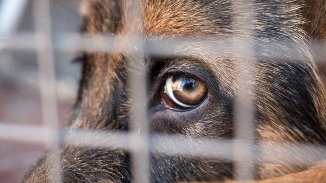 dog in a crate in a stock image