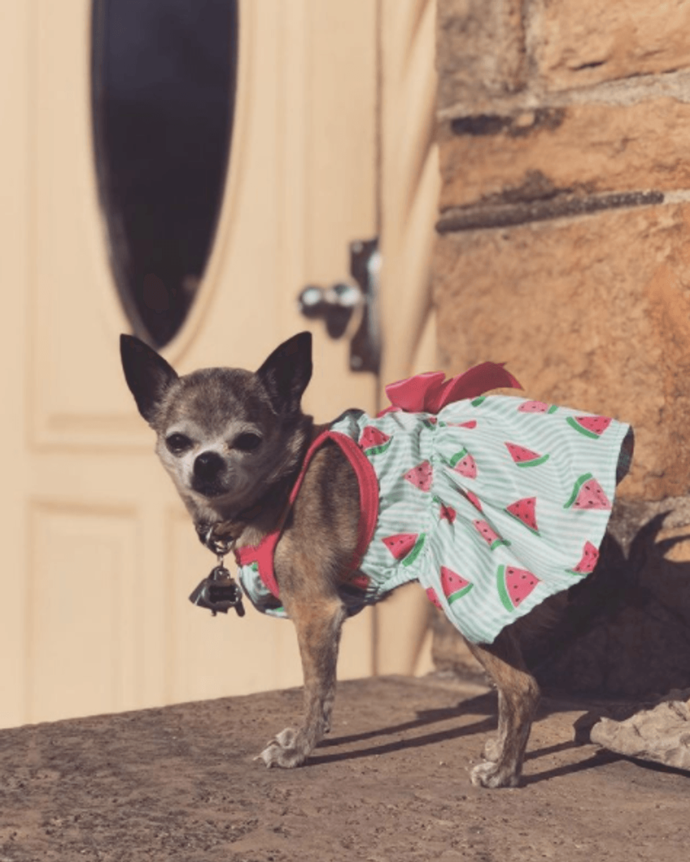 Dog in a dress