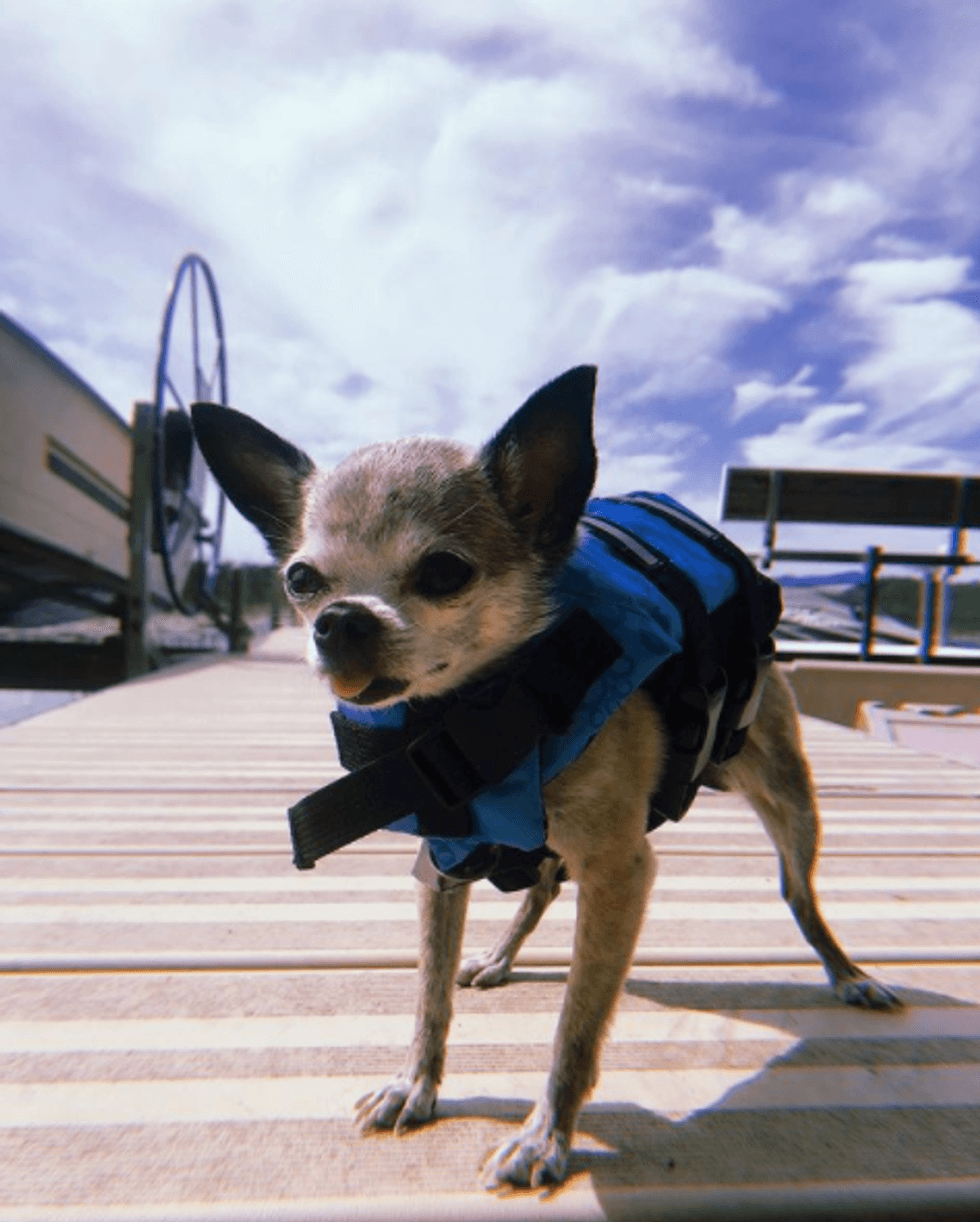 Dog in a life jacket