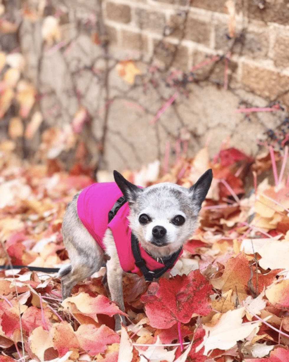 Dog in a pink shirt