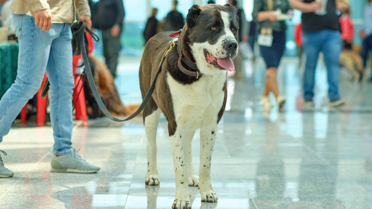 Dog in an airport