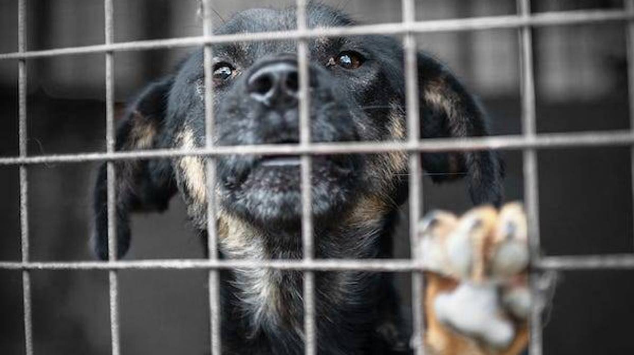 Dog in animal shelter looking for adoption