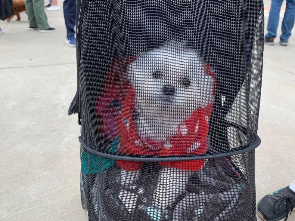 dog in baby carriage