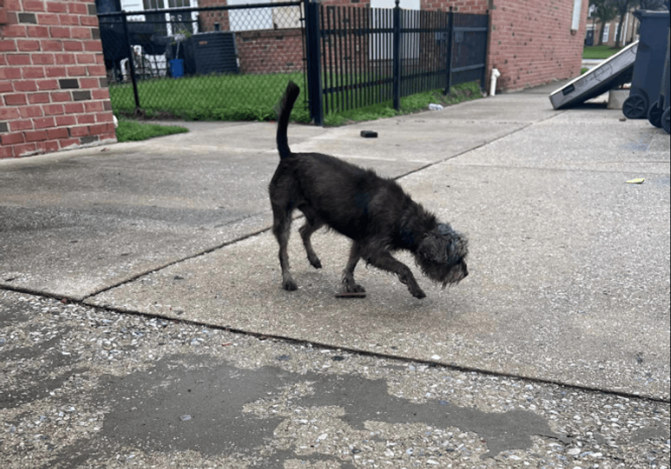 Dog in Baltimore area