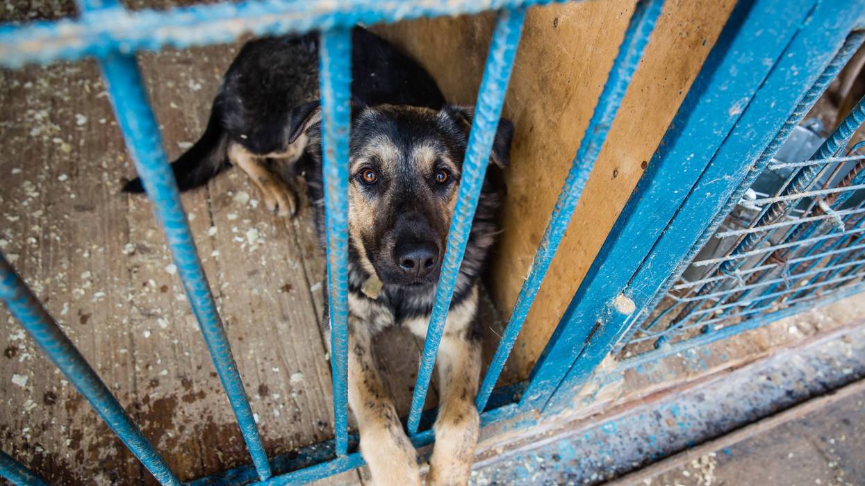 Dog in cage at a shelter