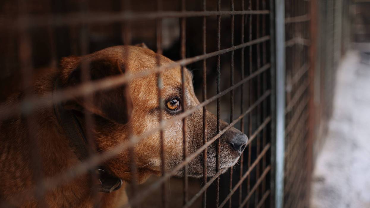 dog in cage