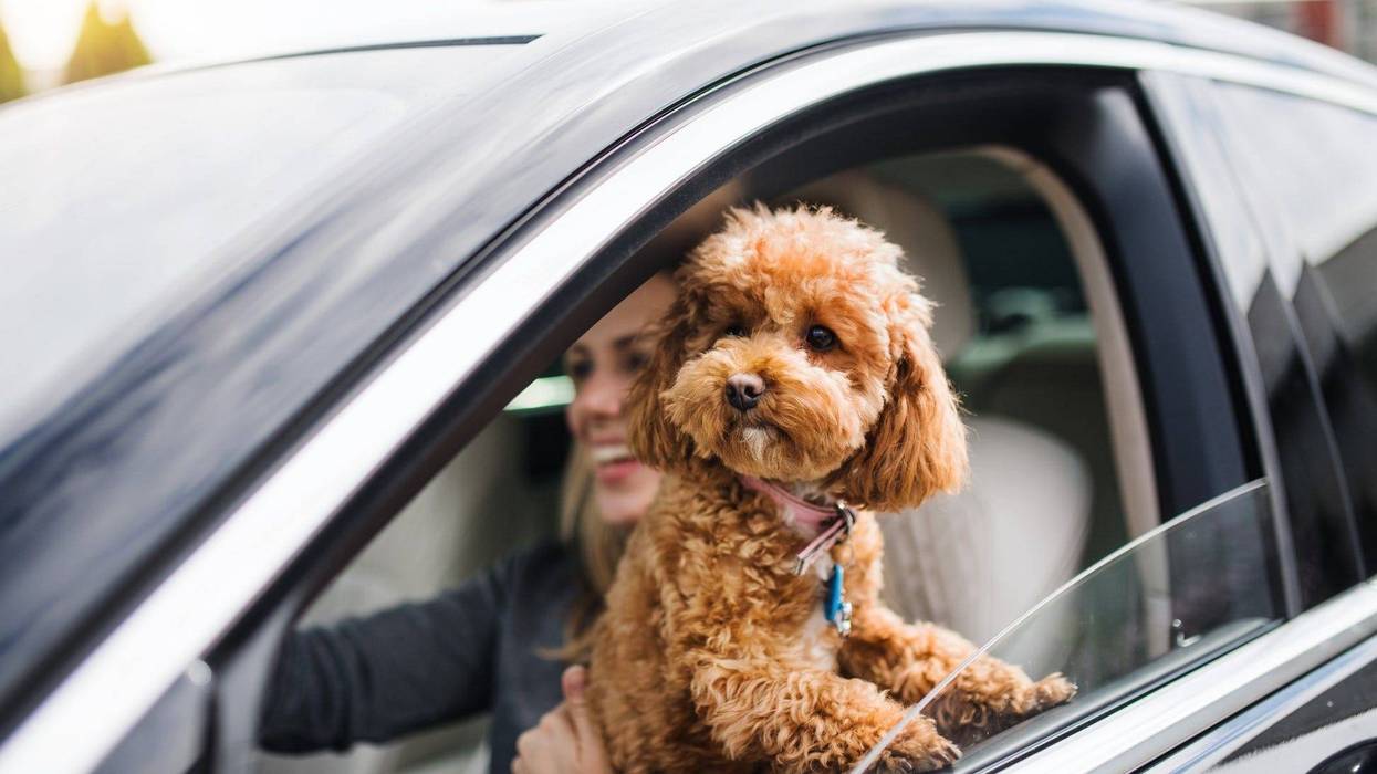 dog in driver's side window