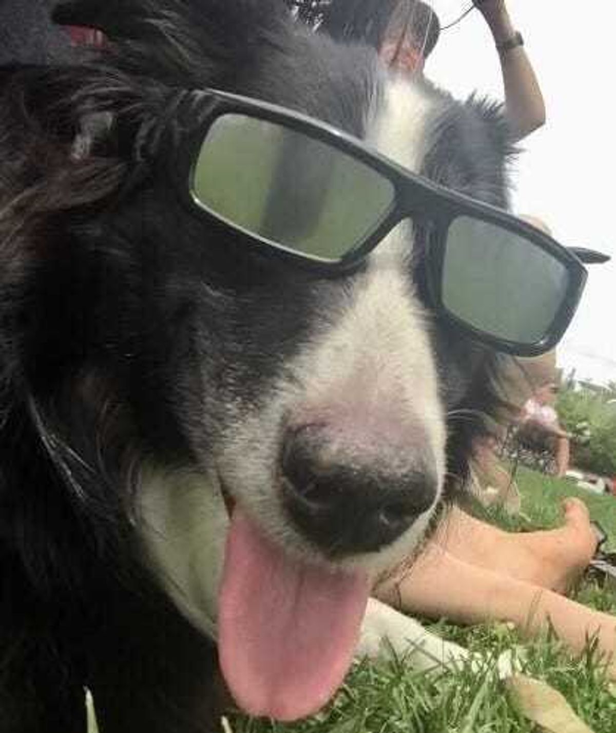 Dog in eclipse glasses