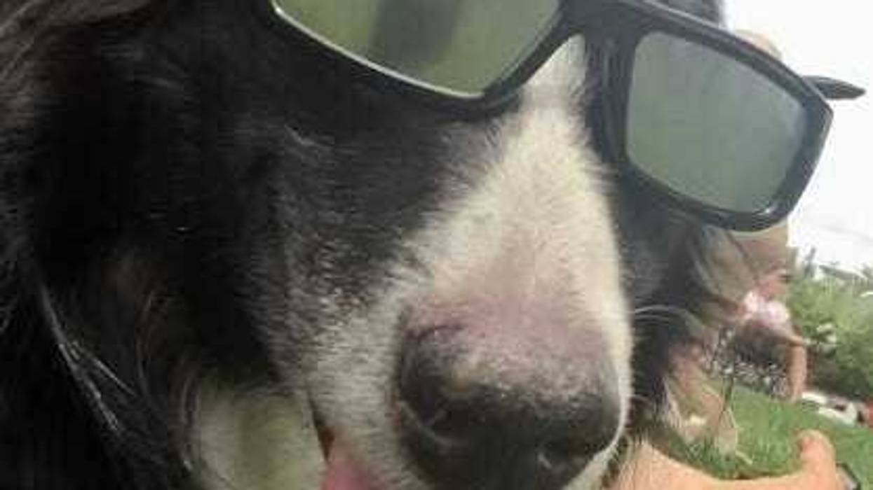 Dog in eclipse glasses