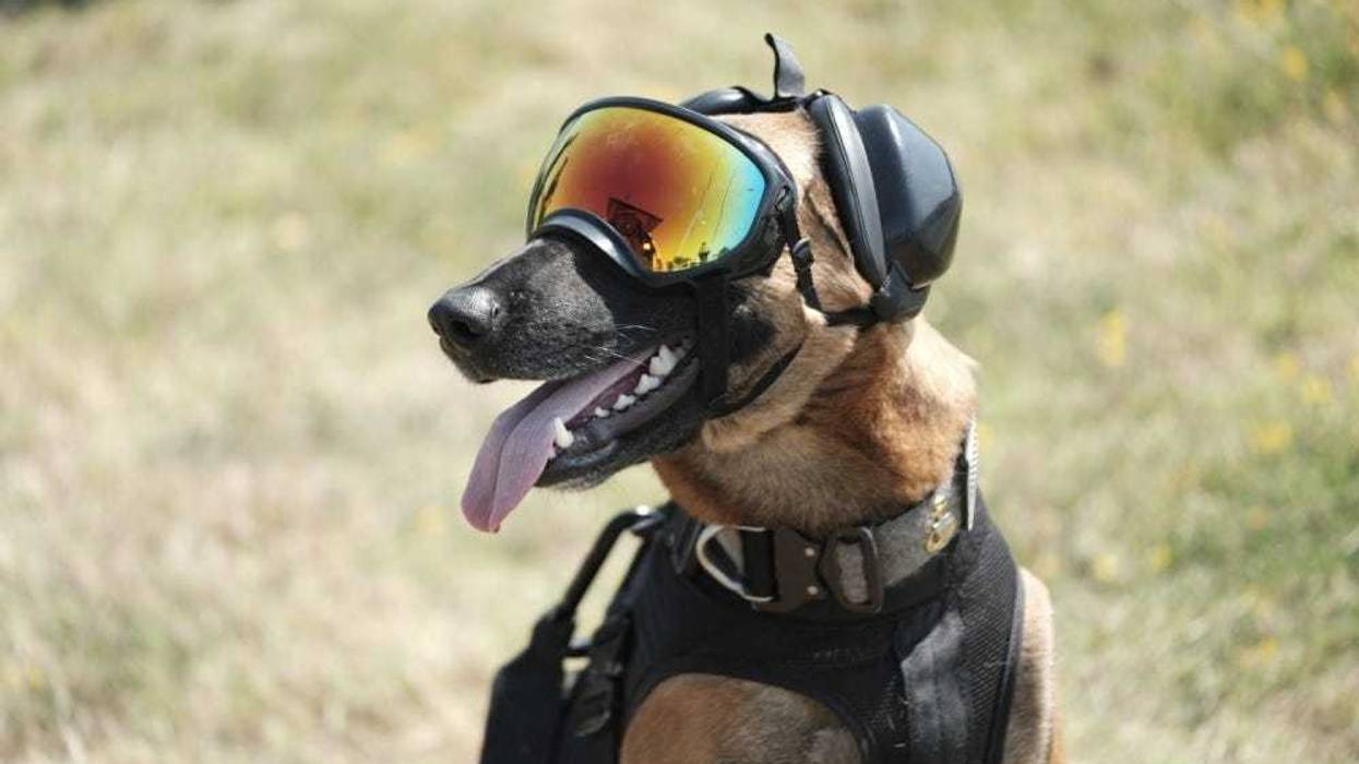 Dog in goggles