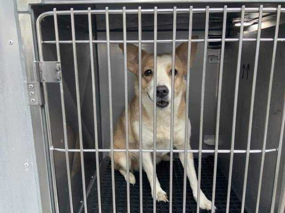 dog in kennel