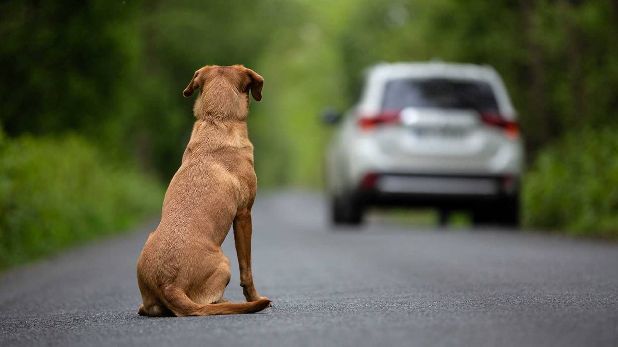 dog in road