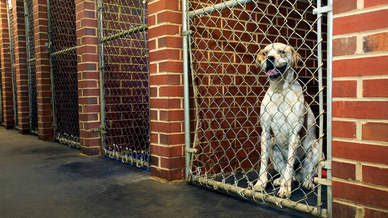 dog in shelter