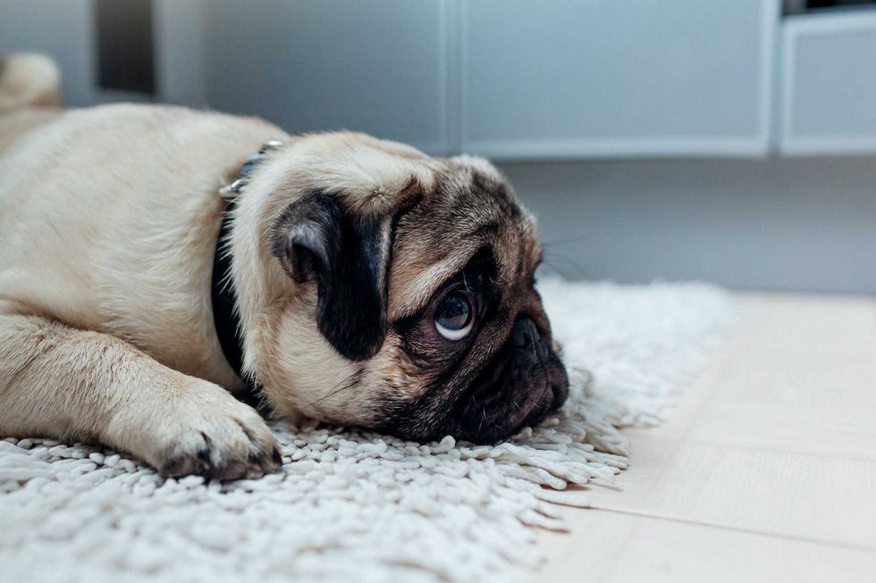 Dog is sad