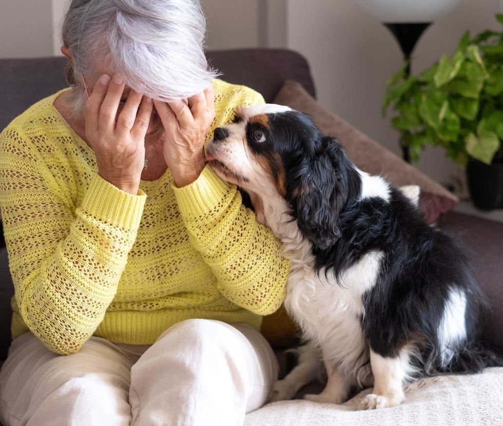 Dog knows your sad
