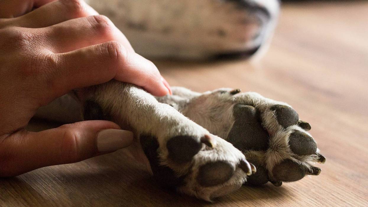 dog laying on floor, human holding its paw