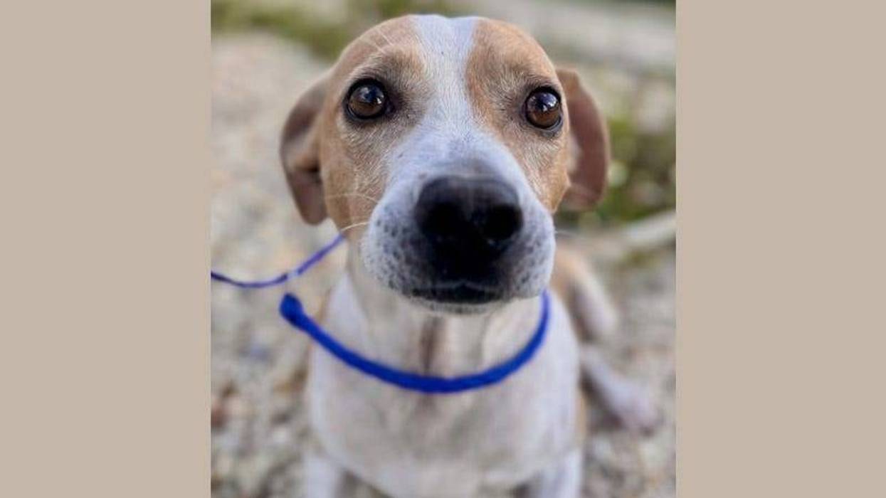 dog looking at camera