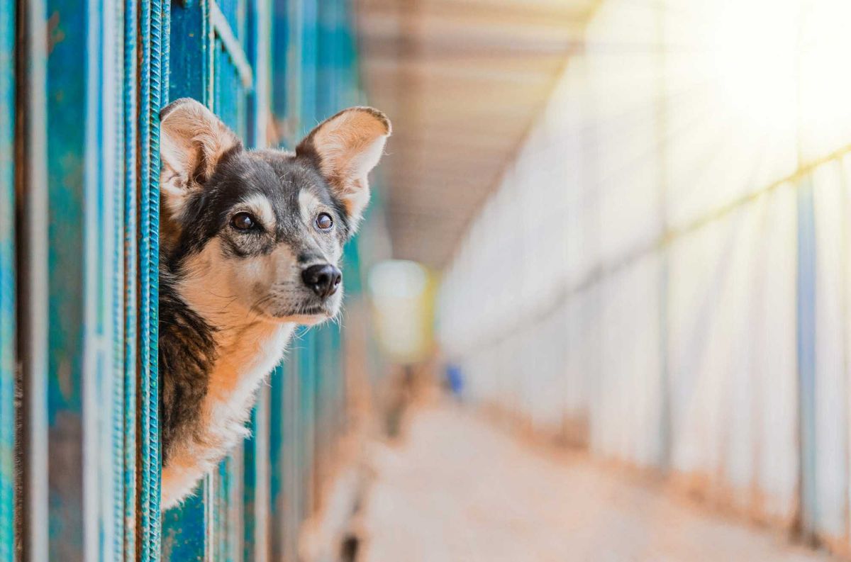 Dog looking at humans from its shelter.