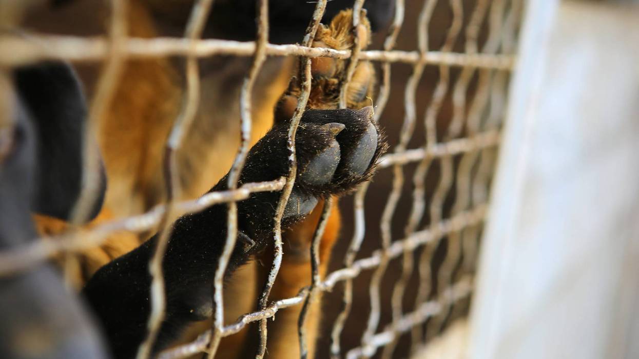 Dog looking out through the wire of his cage.