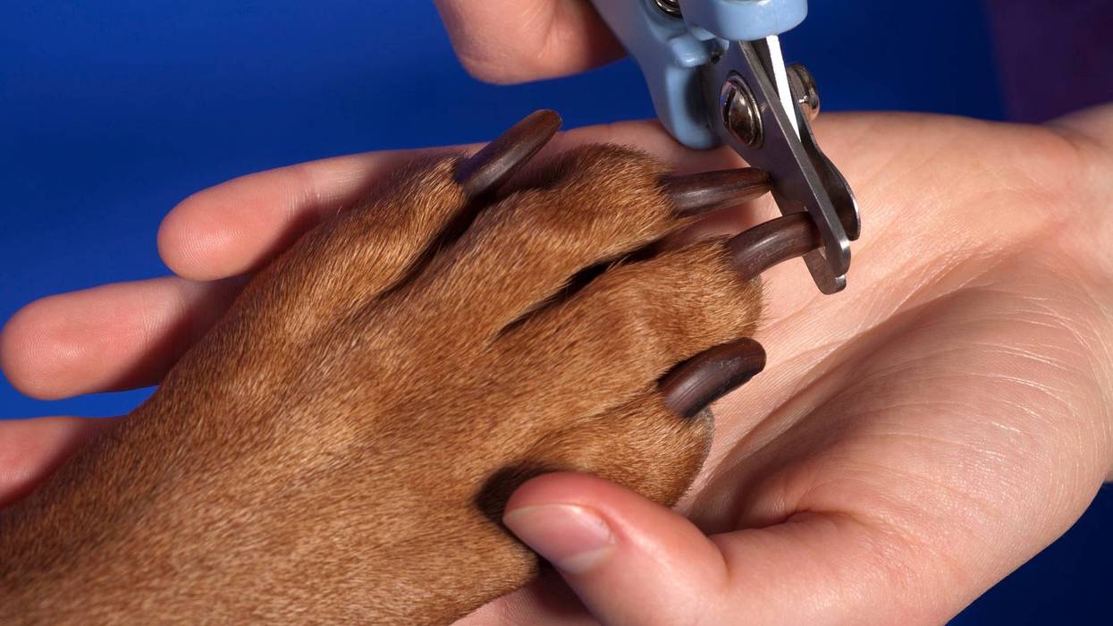 Dog Nail Trim